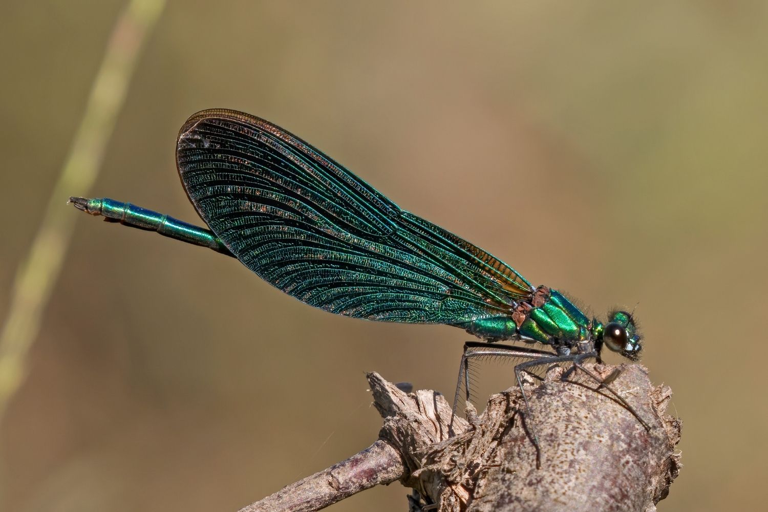 37-facts-about-damselfly