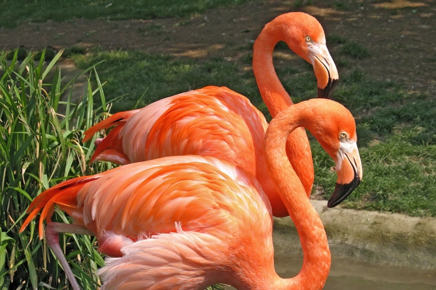 37-facts-about-flamingo