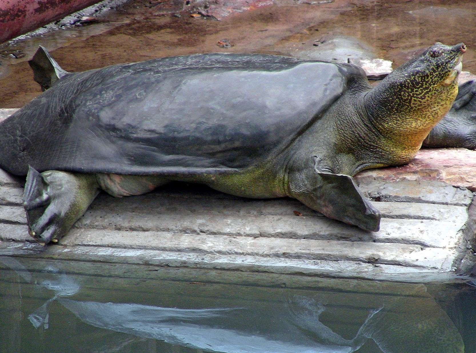 37-facts-about-giant-yangtze-softshell-turtle