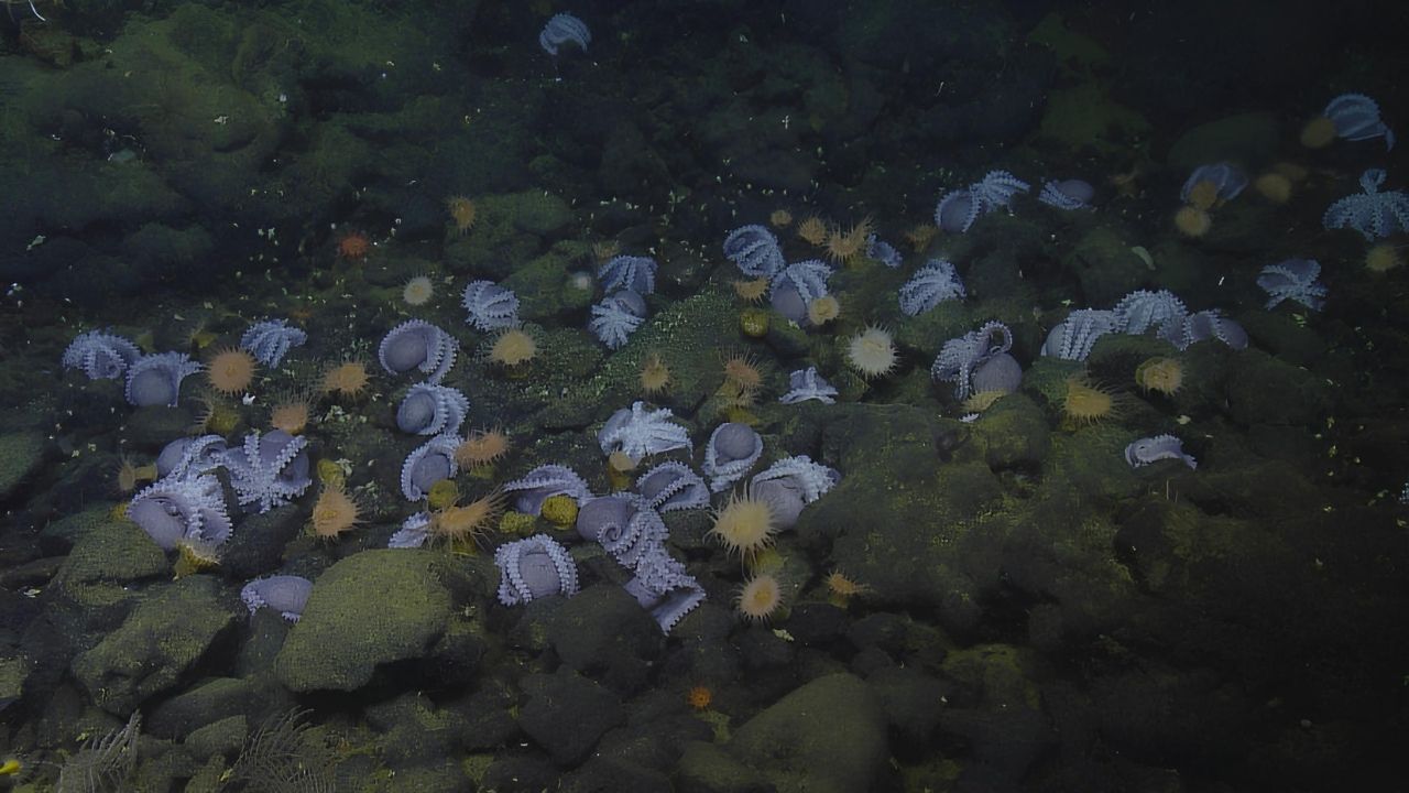 37-facts-about-octopus-nursery-california