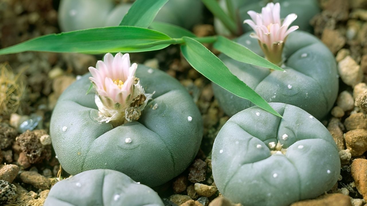 37-facts-about-peyote