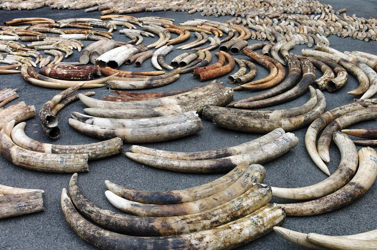 37-facts-about-poaching-elephants