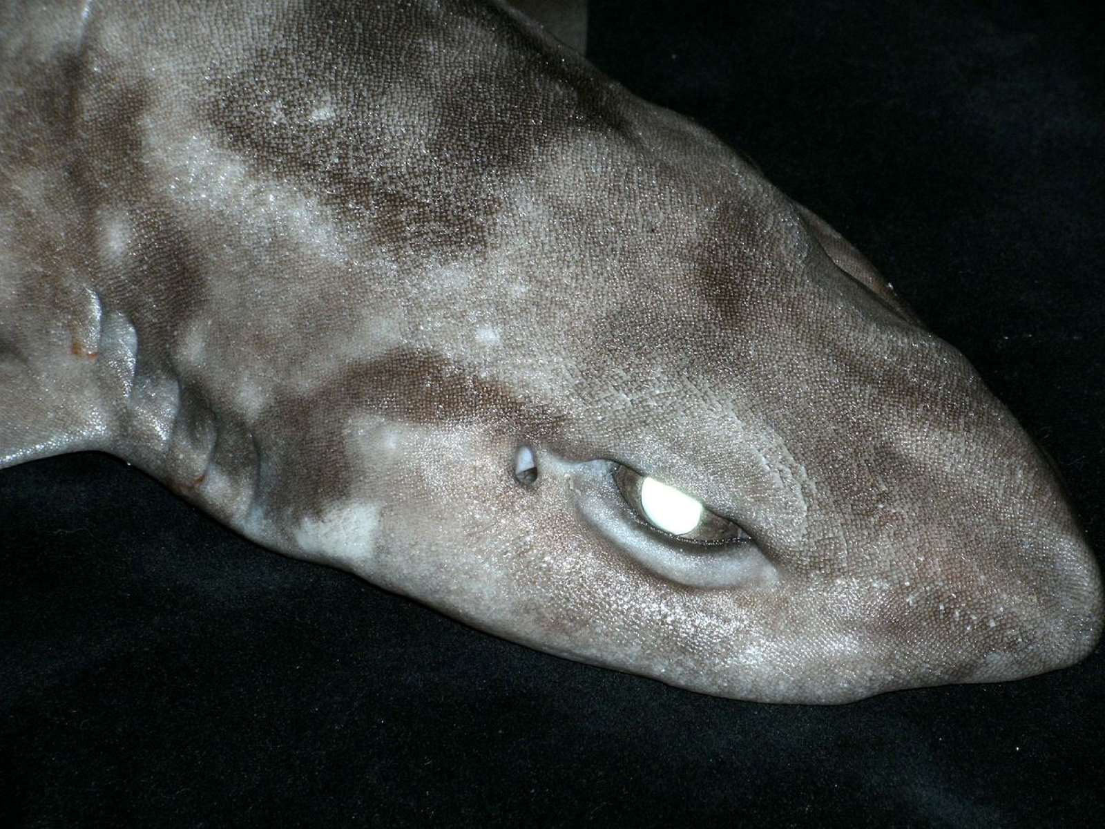 37-facts-about-skinless-toothless-catshark