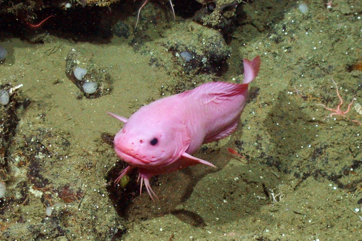 37-facts-about-snailfish