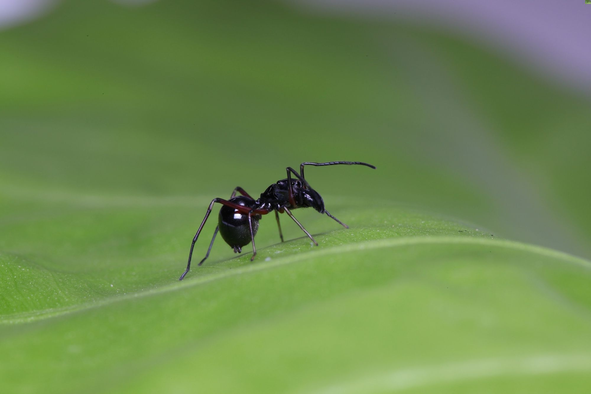 37-facts-about-spider-milk