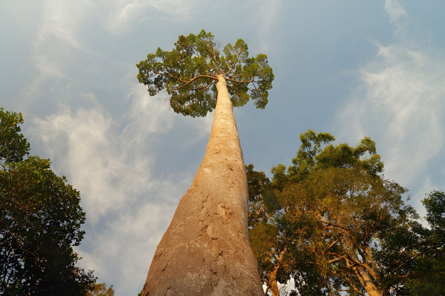 37-facts-about-tallest-tree-in-asia