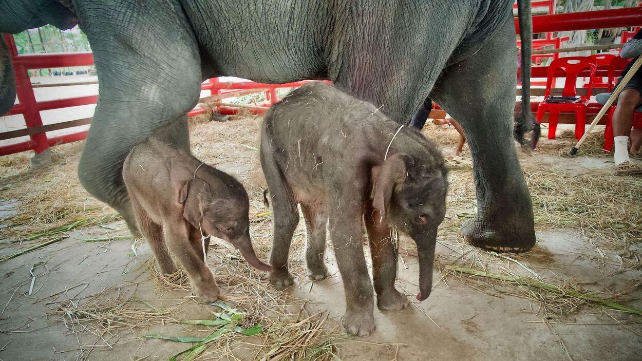 37-facts-about-thai-baby-elephant