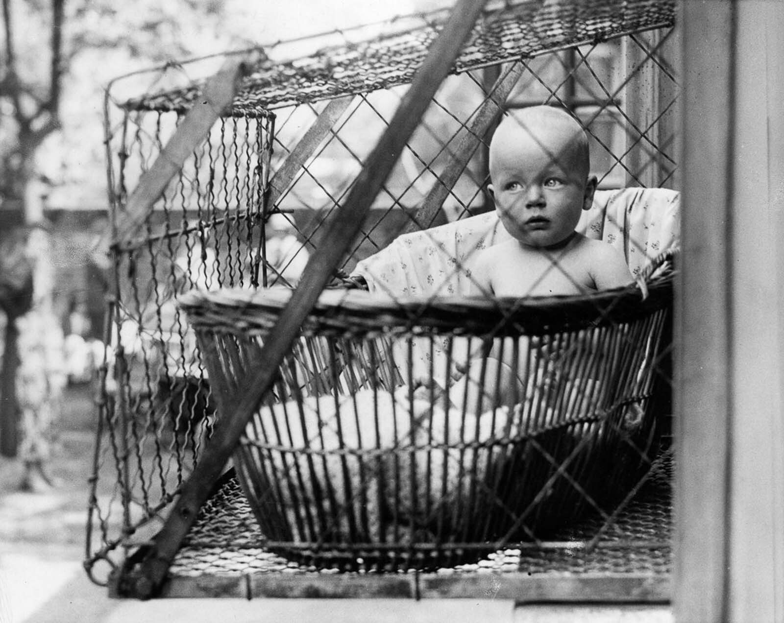 38-facts-about-baby-cages-facts-net