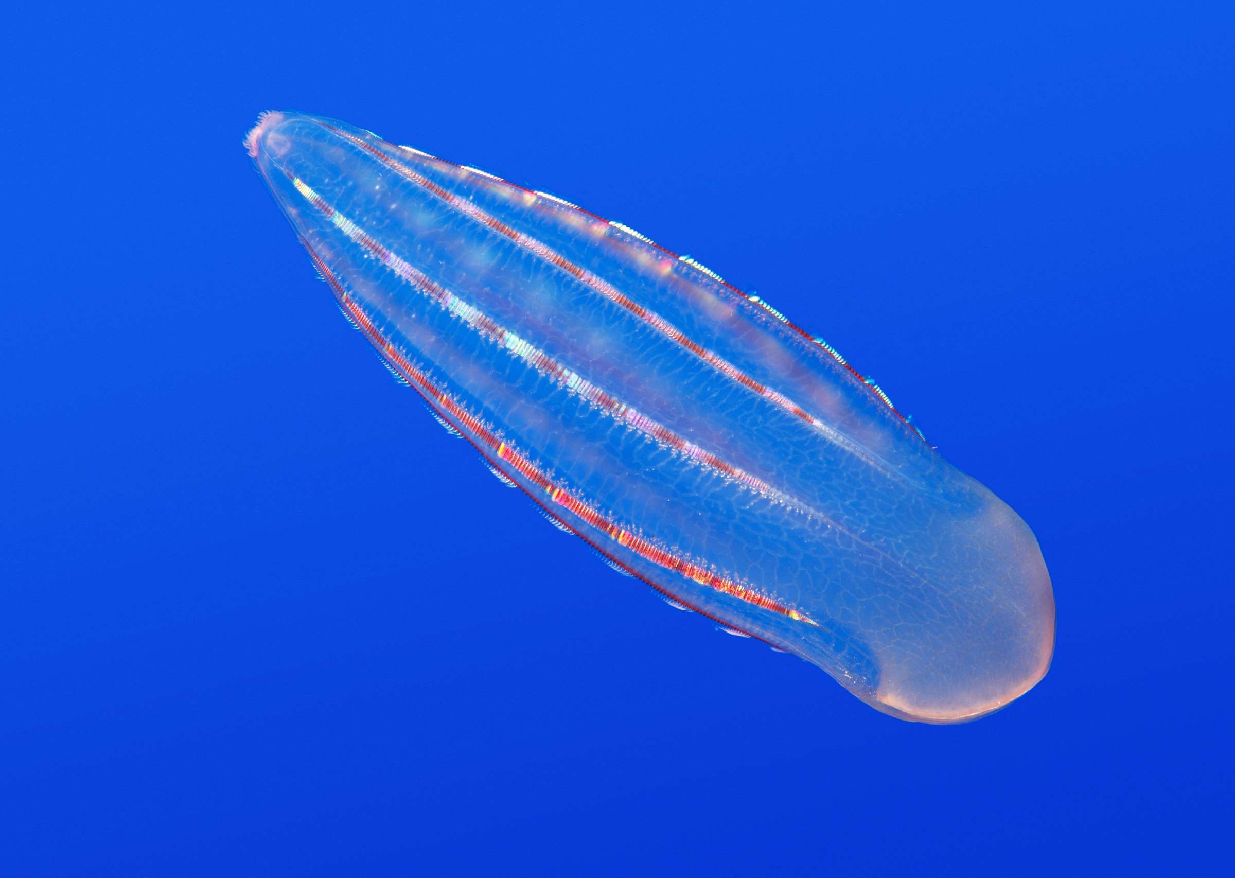 38-facts-about-comb-jellies