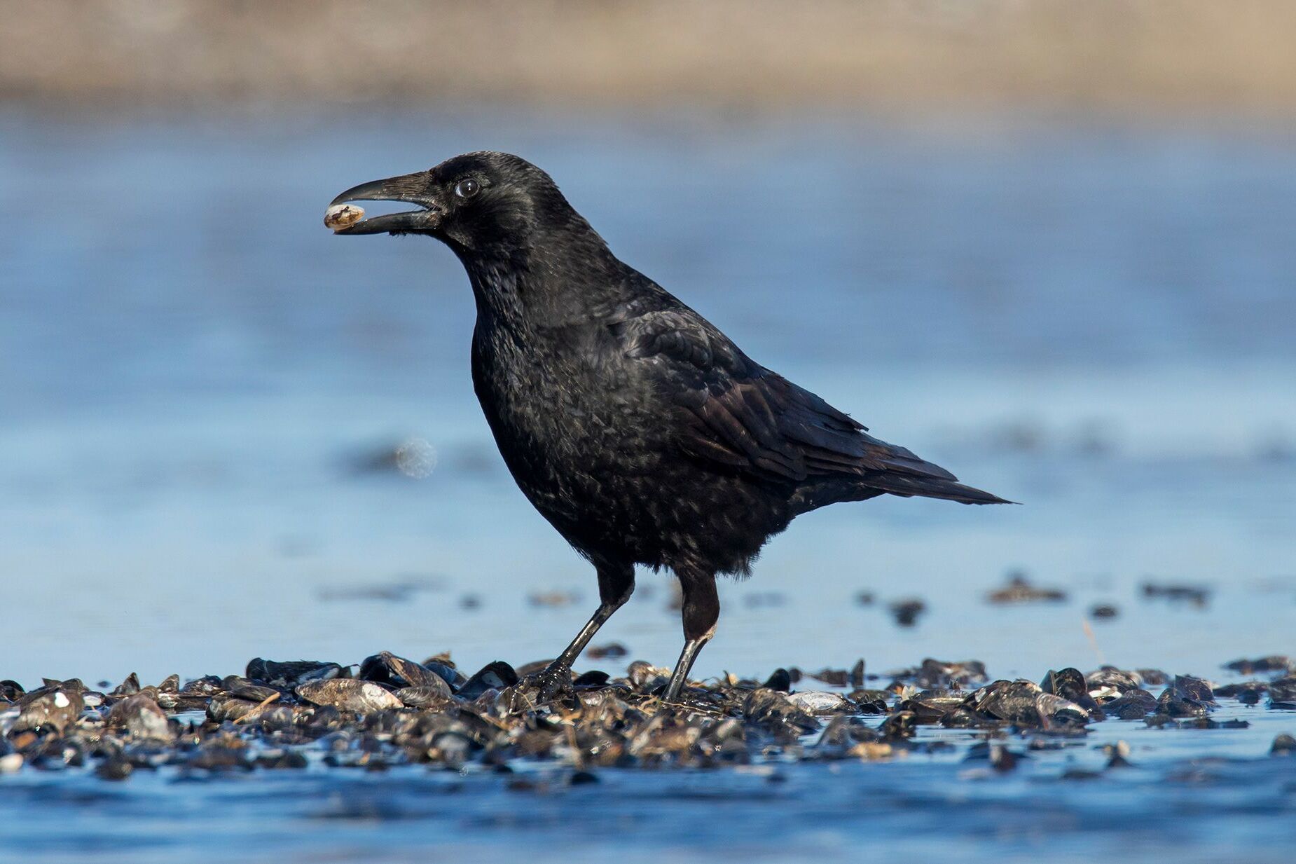 38-facts-about-crows-counting-study