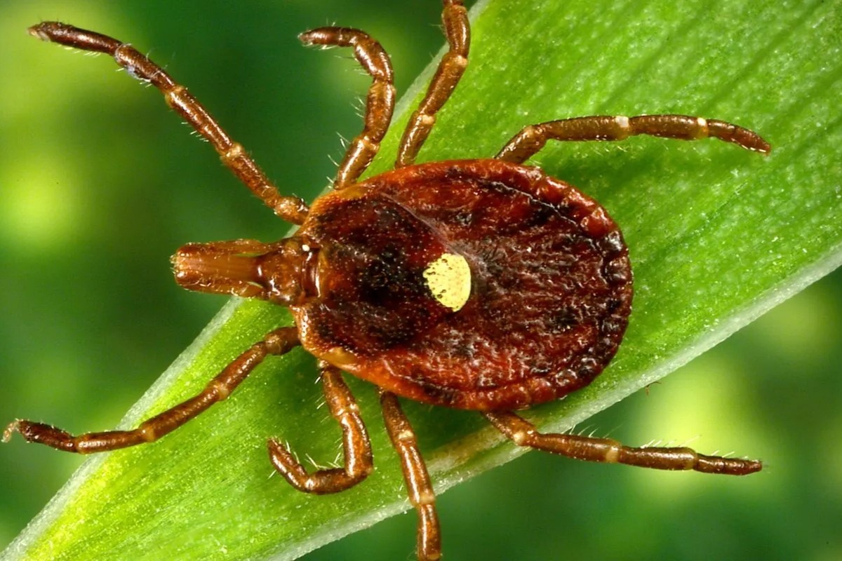 38-facts-about-lone-star-tick-meat-allergy