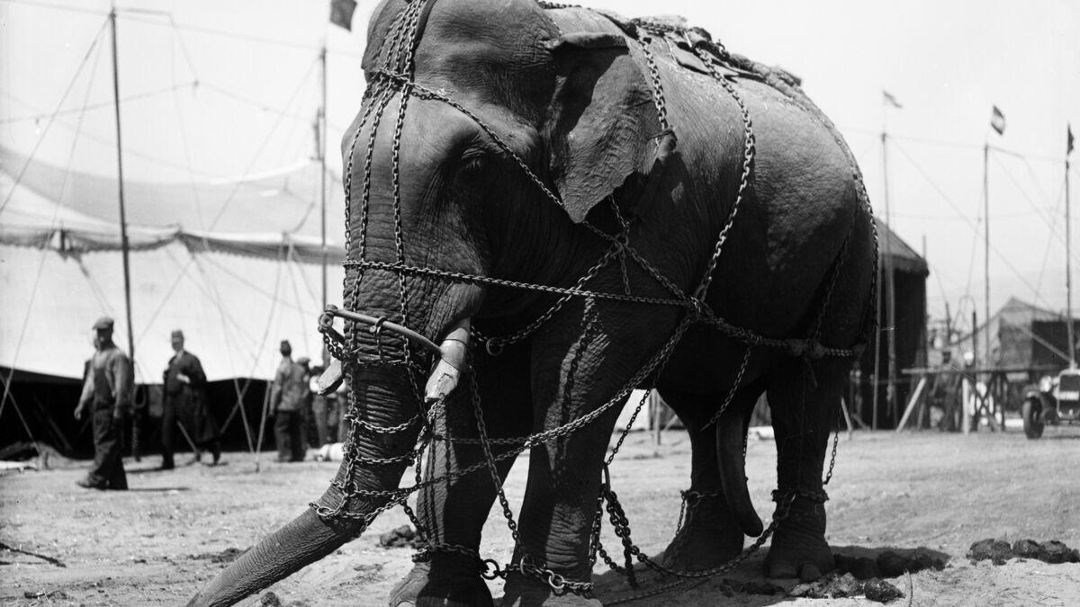 38-facts-about-murderous-mary-the-elephant-facts-net