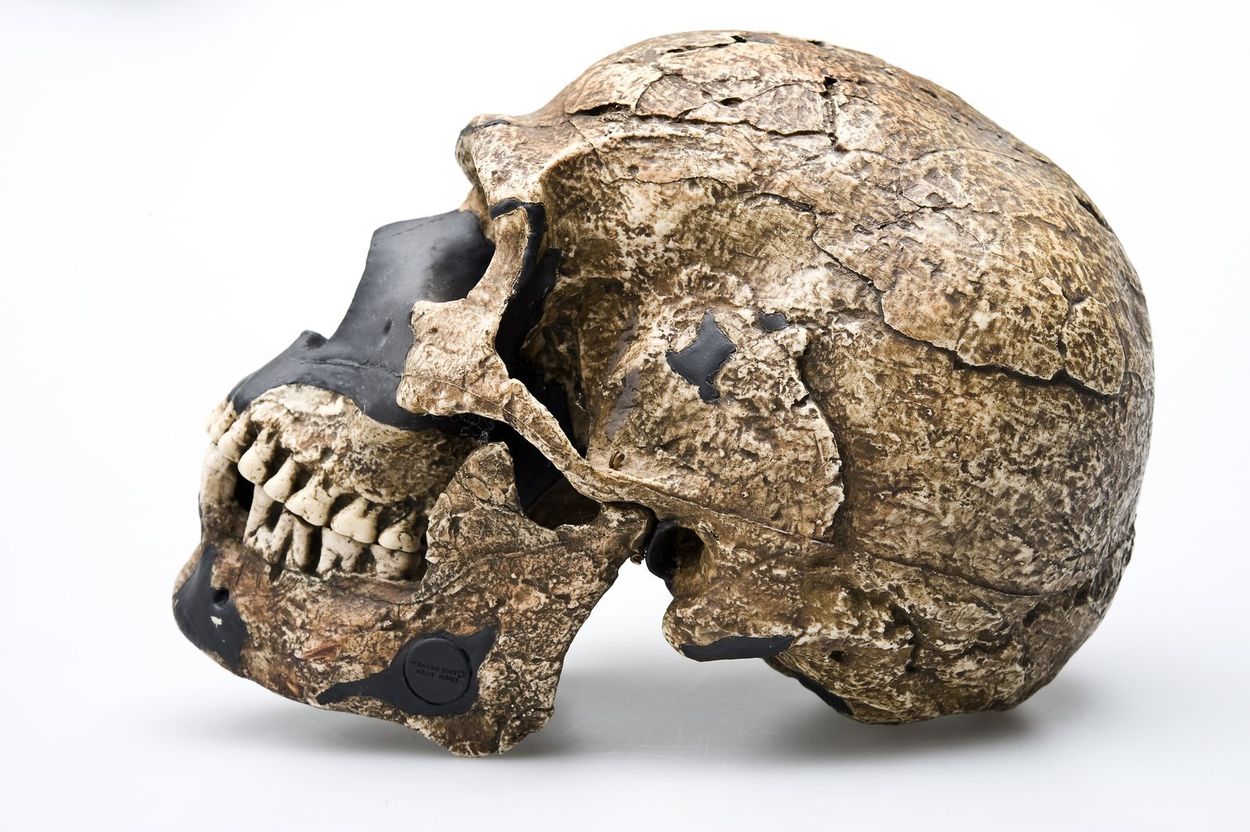 38-facts-about-oldest-homo-sapiens-fossils