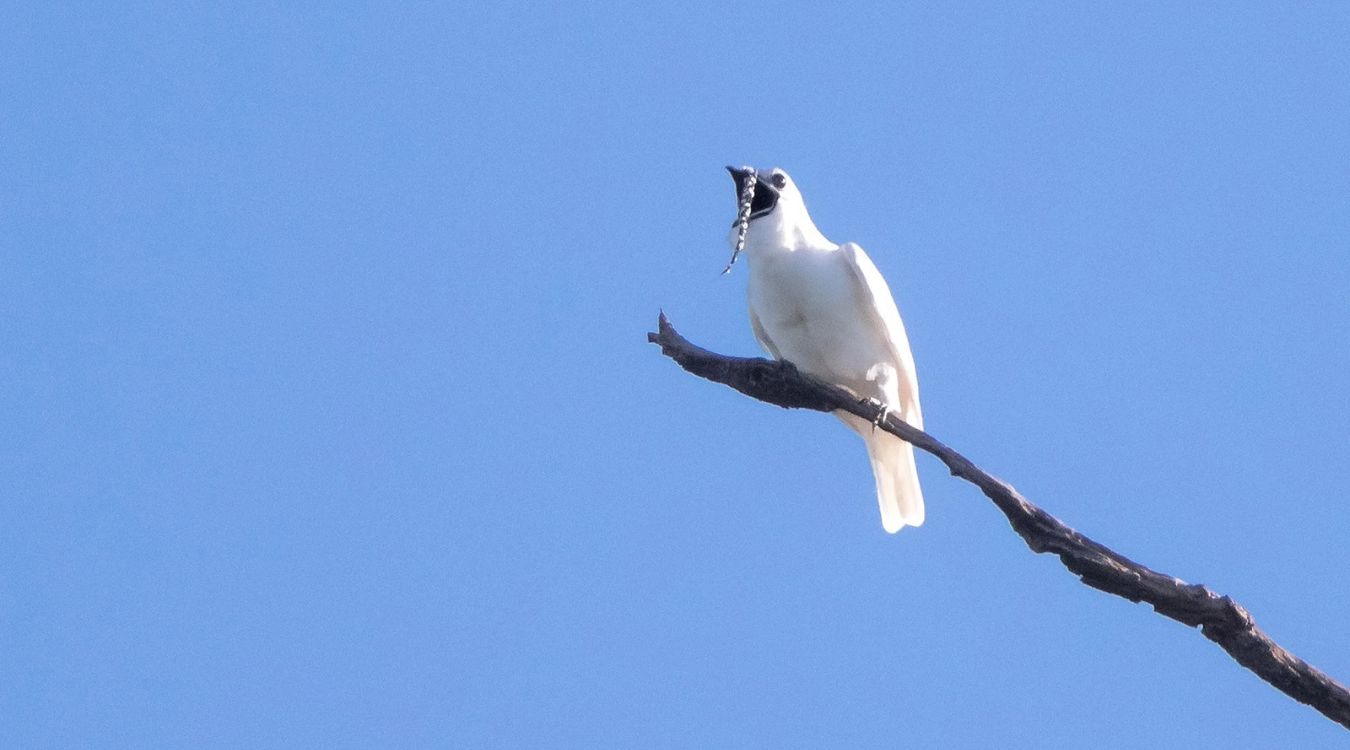 38-facts-about-white-bellbird