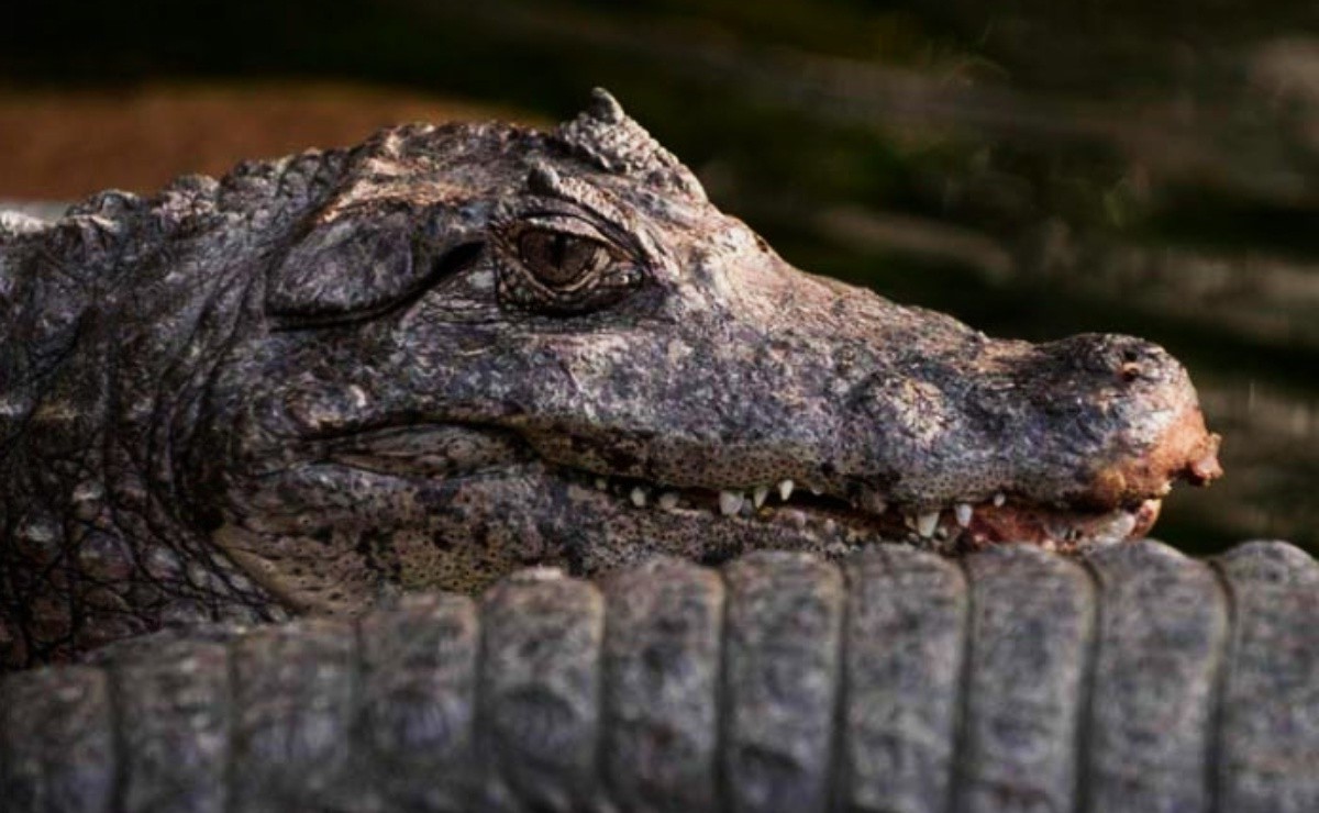 39-facts-about-el-chompo-alligator