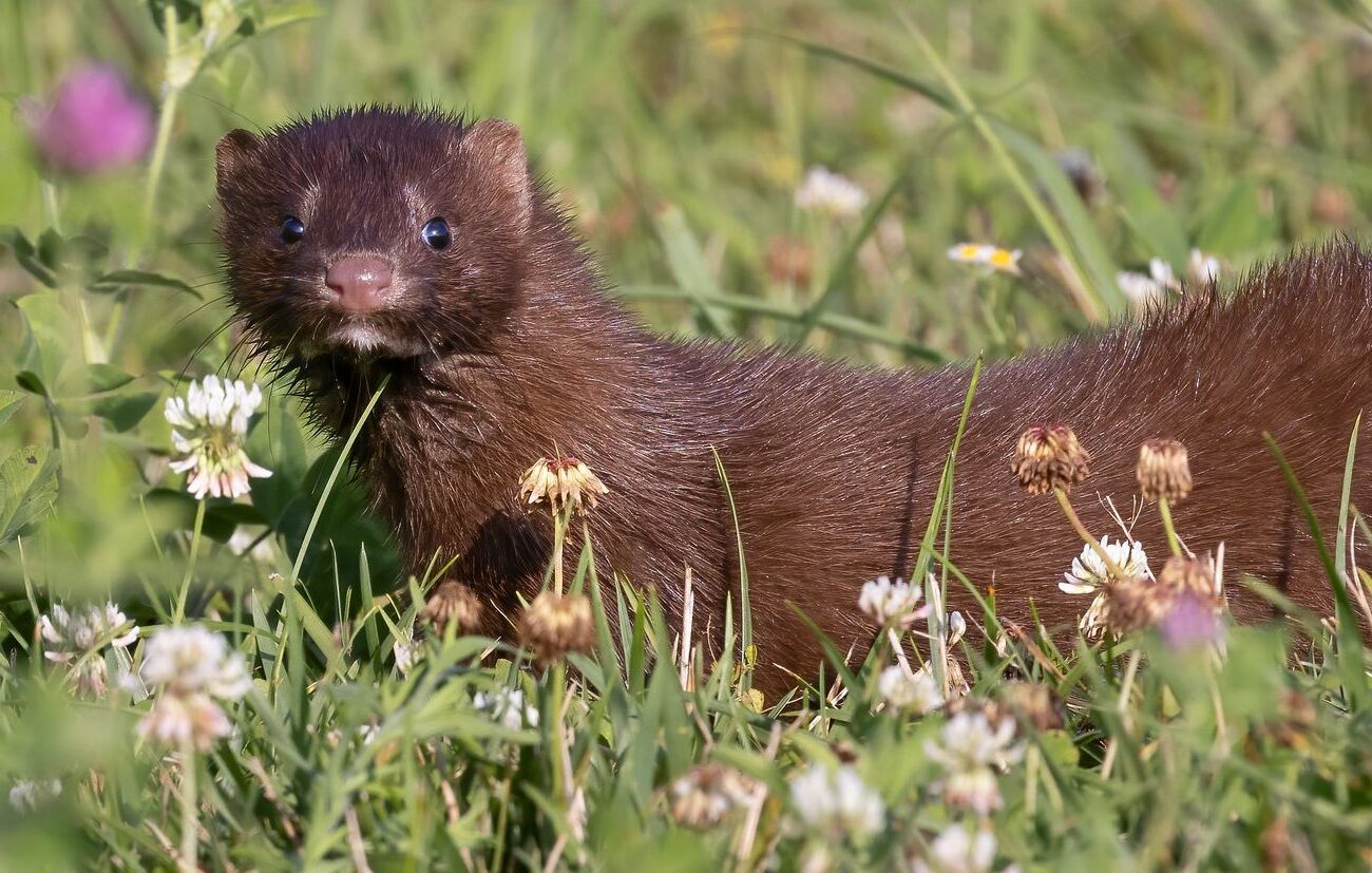 39-facts-about-ohio-minks