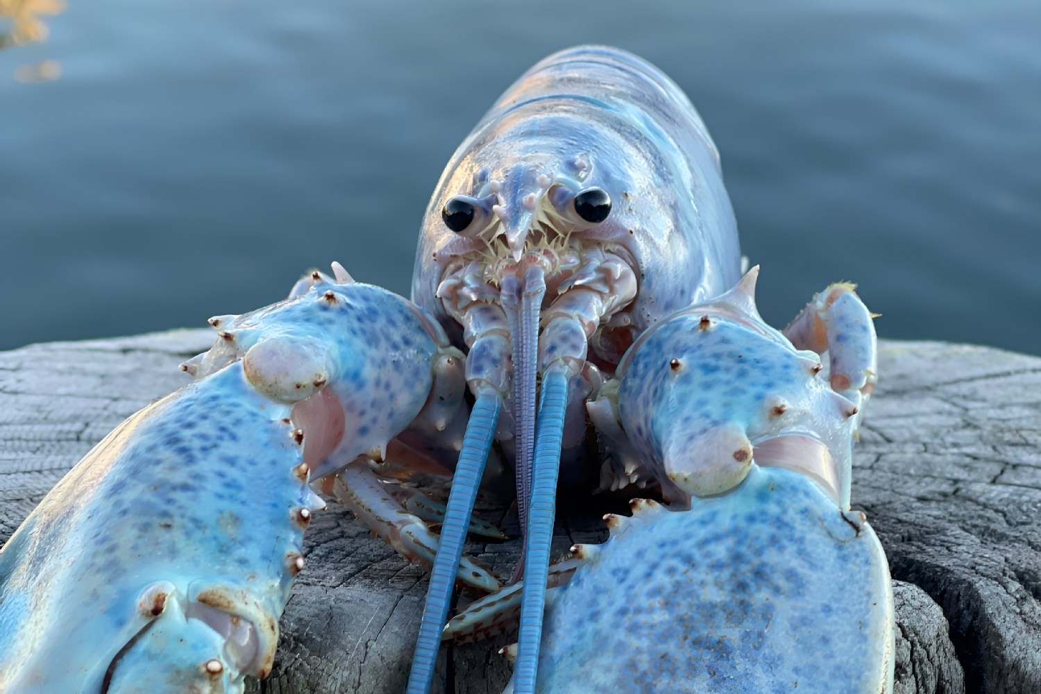 40-facts-about-cotton-candy-lobster