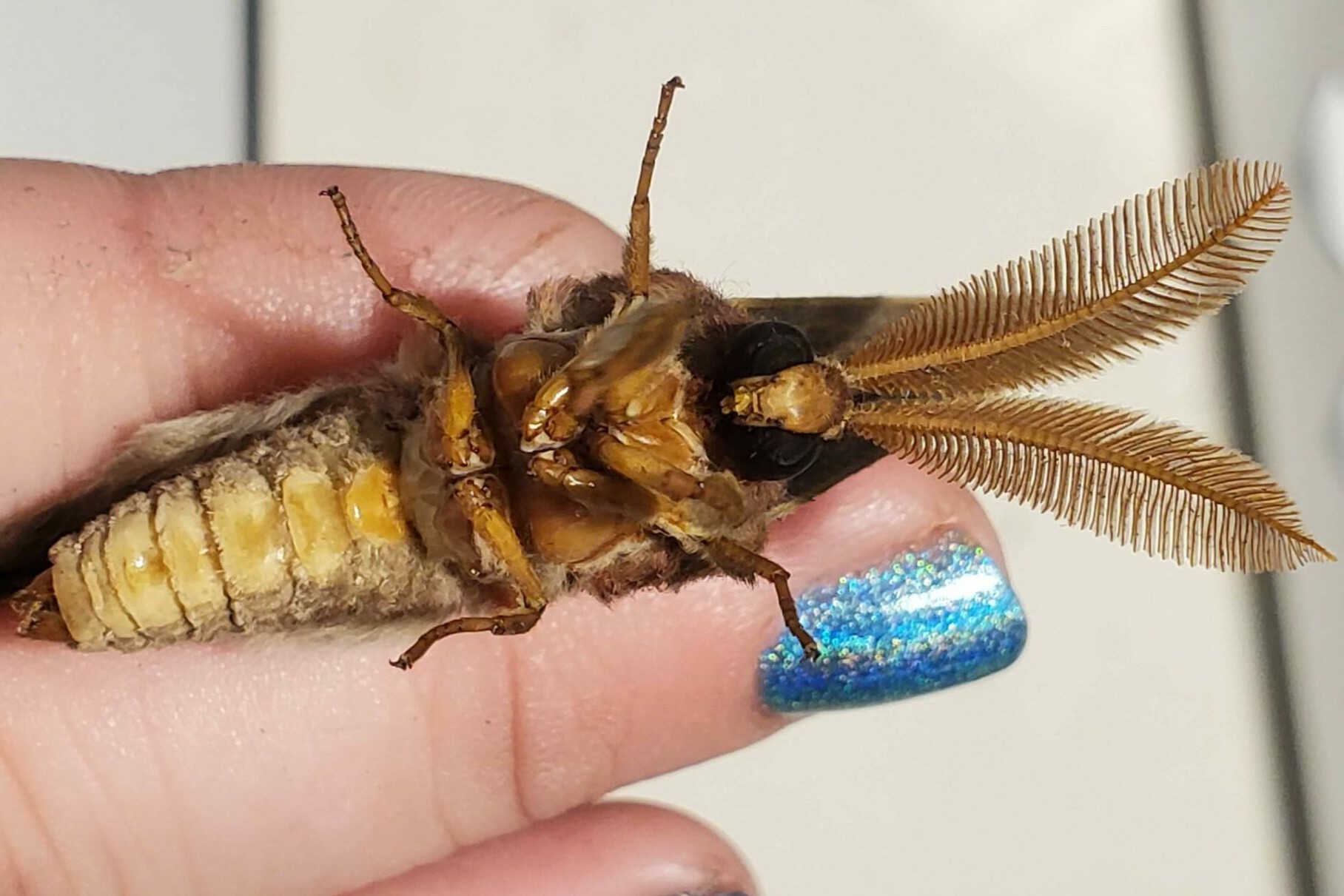 40-facts-about-creepy-insects