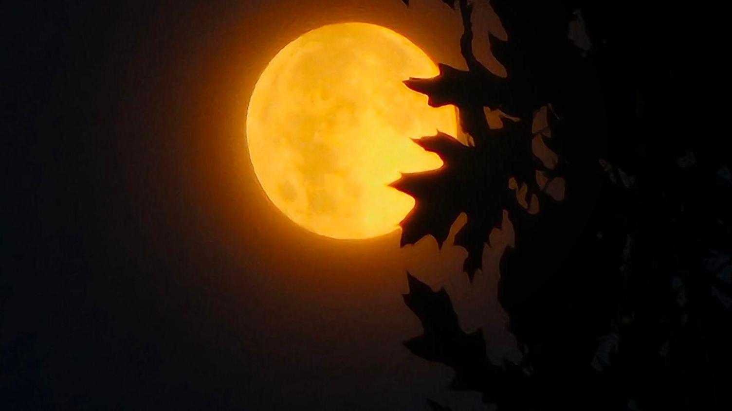 40 Facts About Full Moon October 2024 - Facts.net