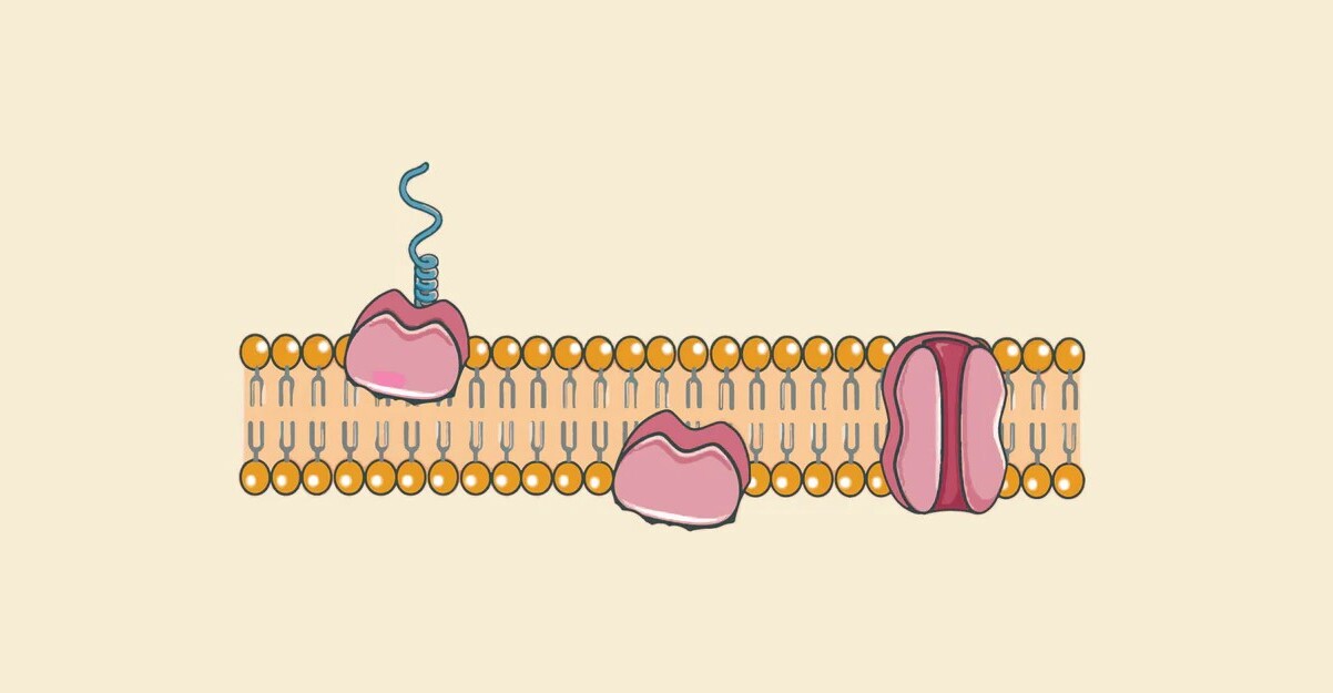 40-facts-about-integral-membrane-protein