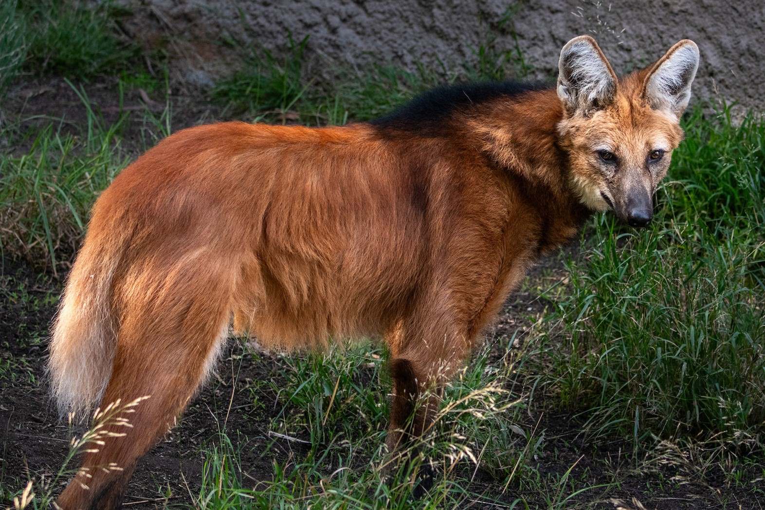 40-facts-about-maned-wolf