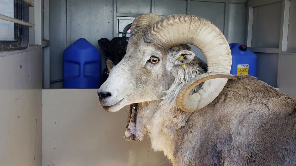 40-facts-about-marco-polo-sheep