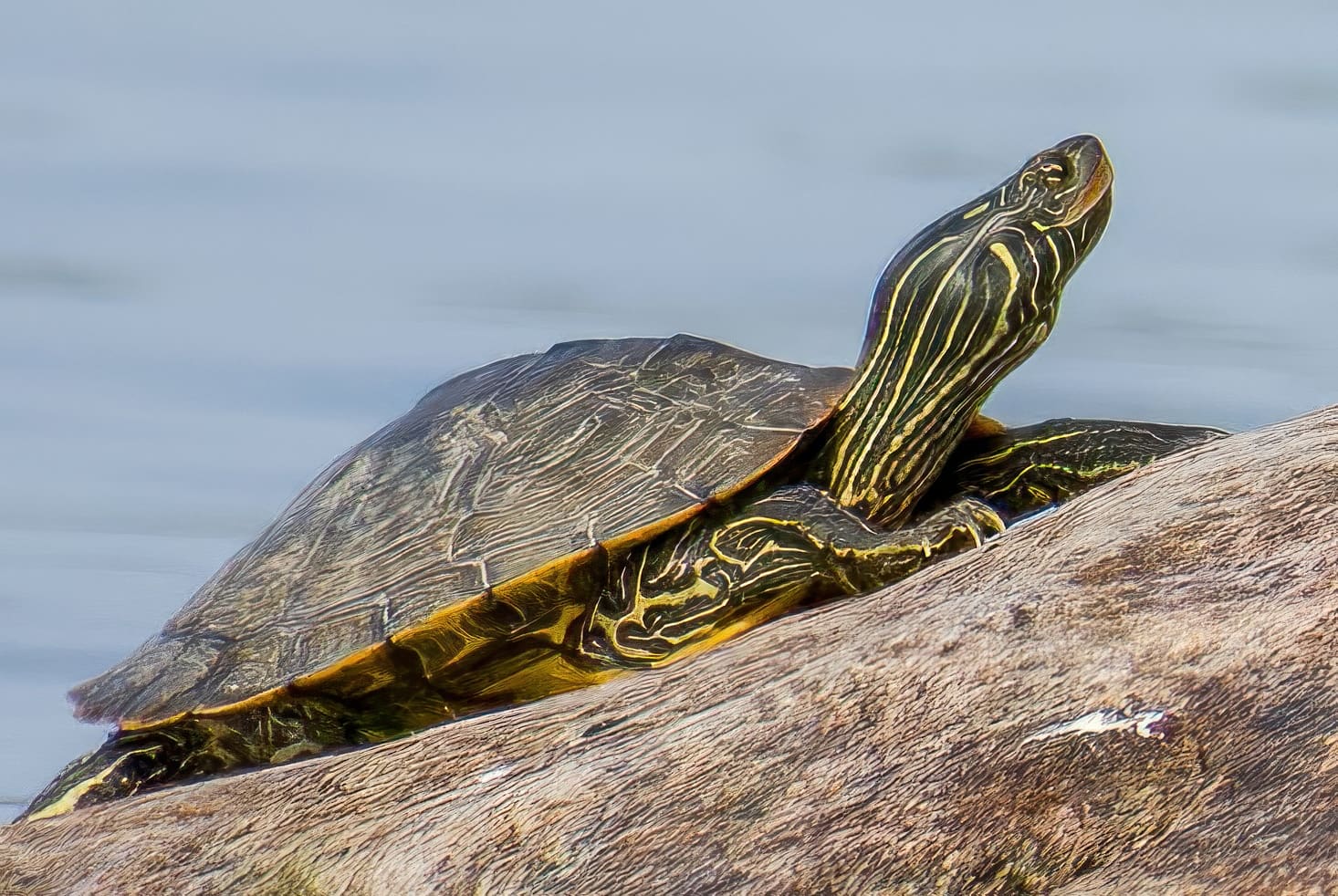 40-facts-about-northern-map-turtle