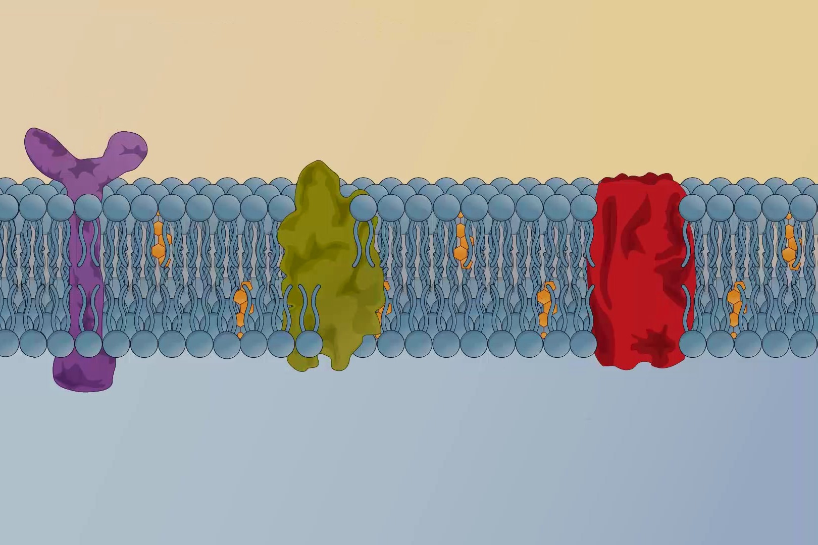 40-facts-about-peripheral-membrane-protein