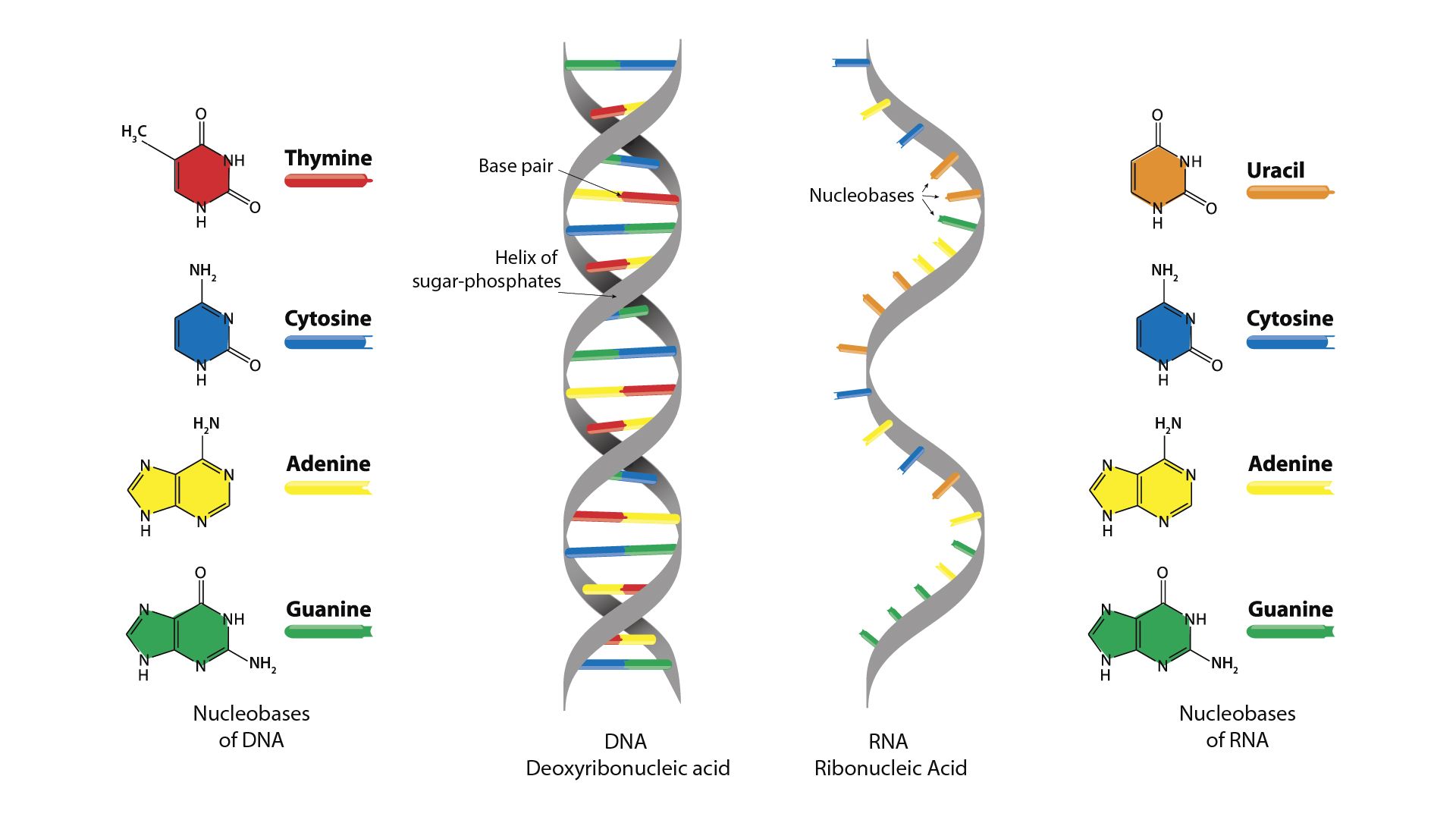 40-facts-about-ribonucleic-acid-rna