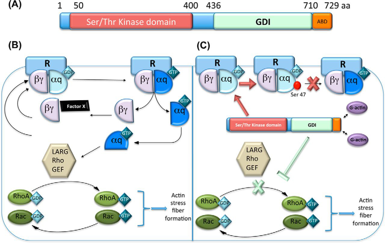 40-facts-about-serine-kinase