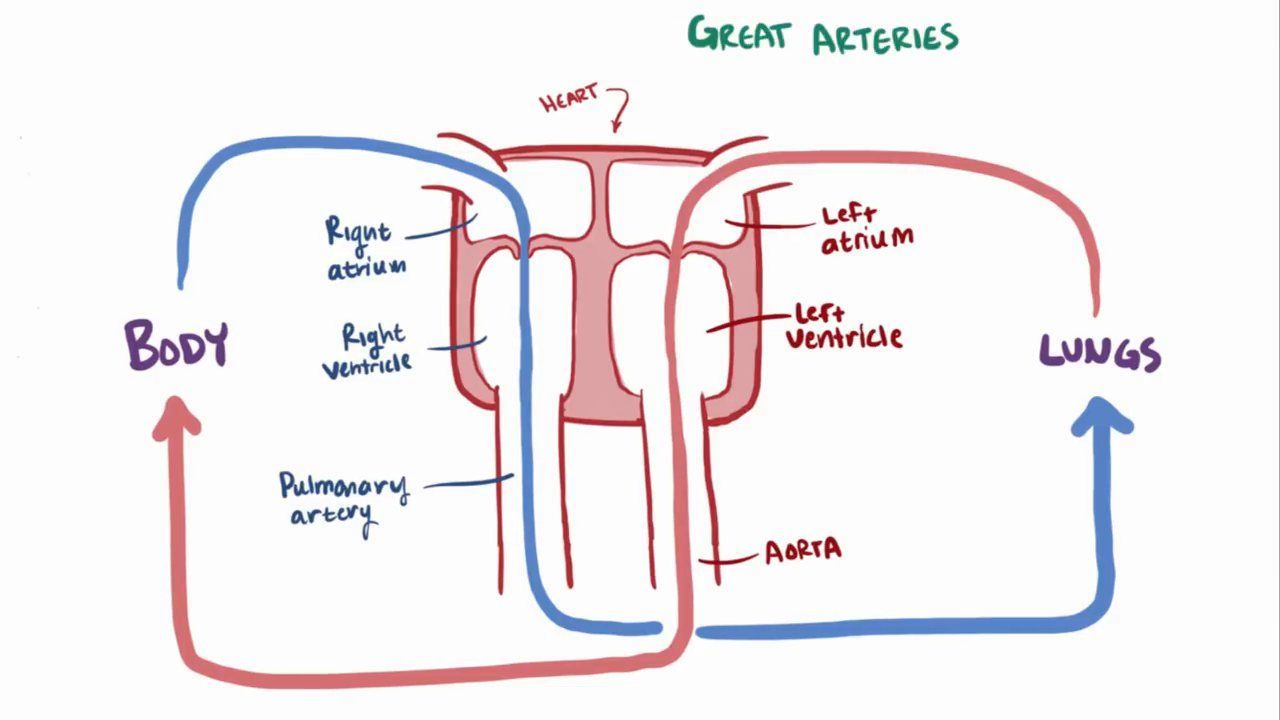 40-facts-about-transposition-of-great-vessels