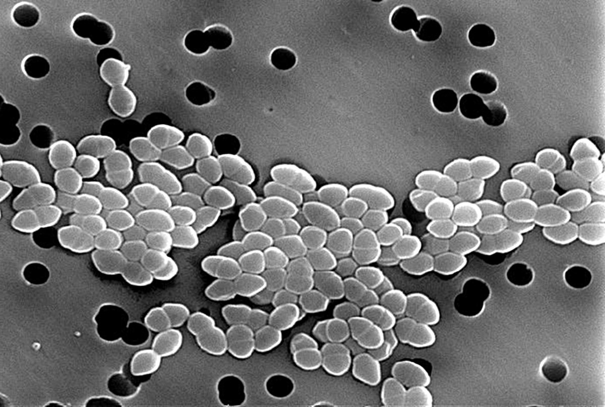 40-facts-about-vancomycin-resistant-enterococcus