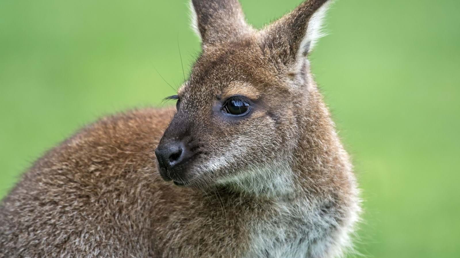 40-facts-about-wallaby