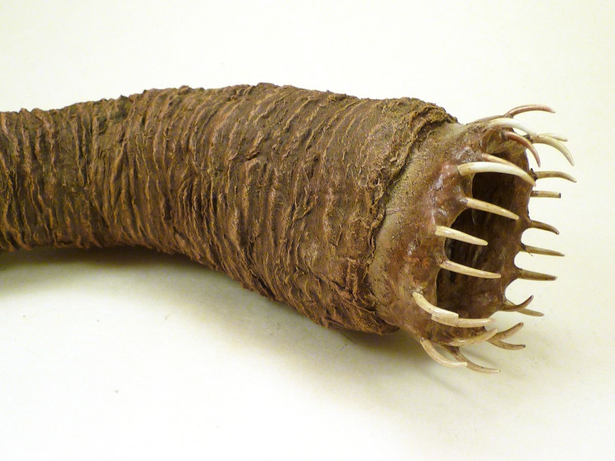 41-facts-about-mongolian-death-worm