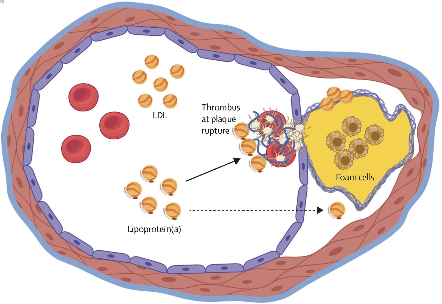 50-facts-about-lipoprotein