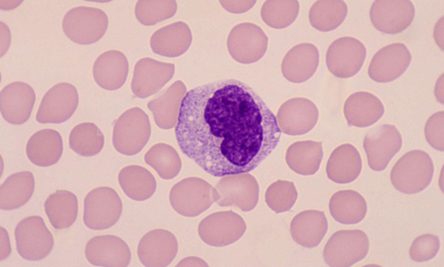 50-facts-about-monocytes