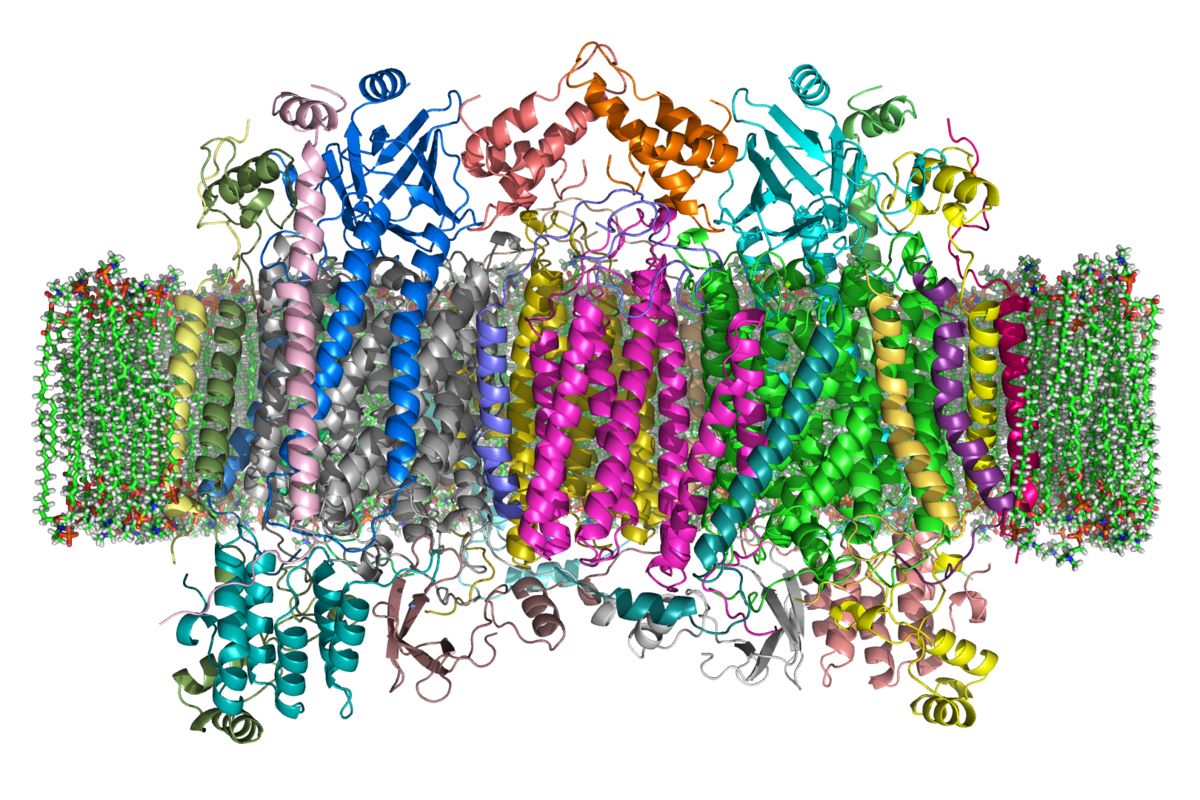 50-facts-about-oxidase