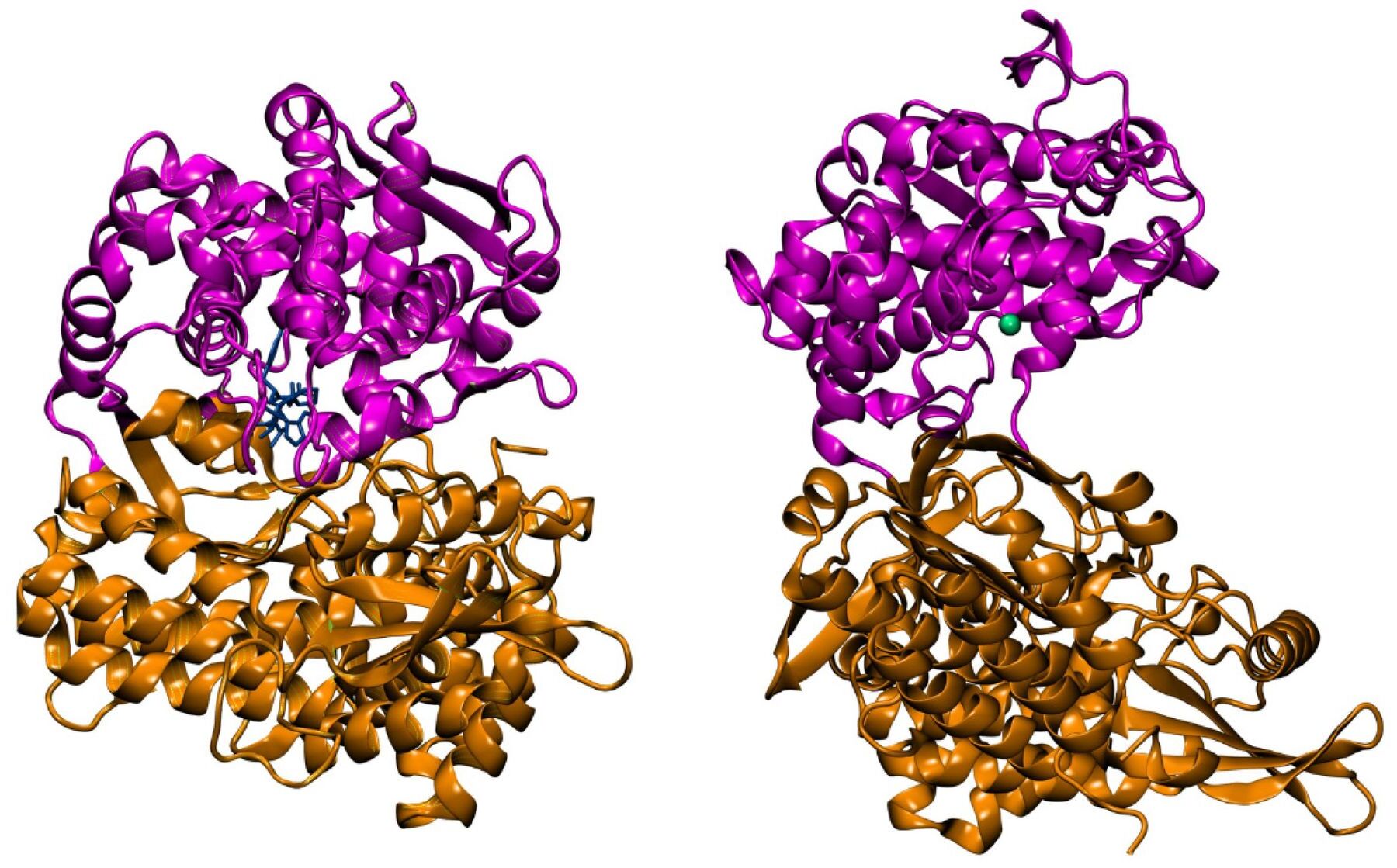 50 Facts About Peptidase - Facts.net