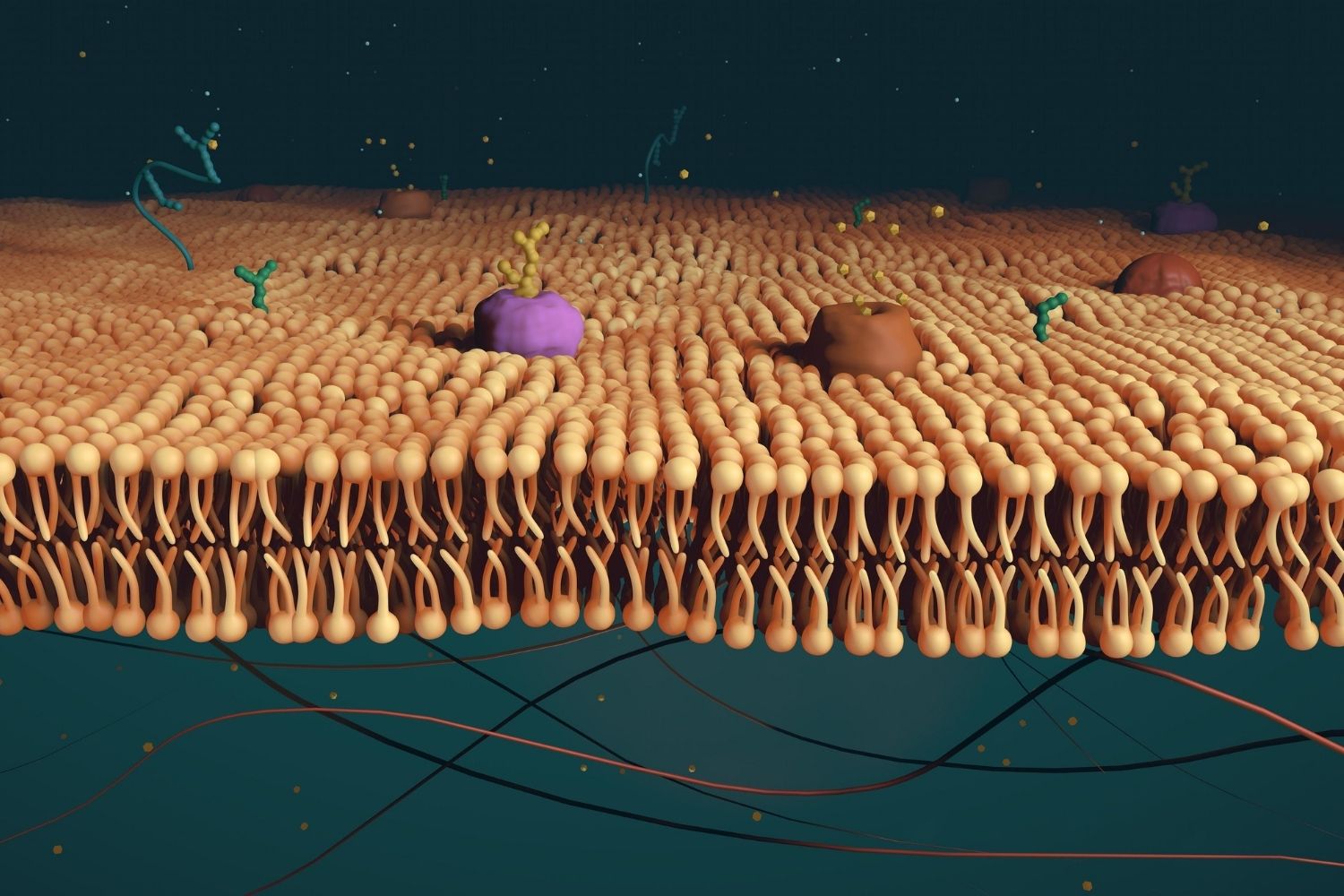 50-facts-about-phospholipid