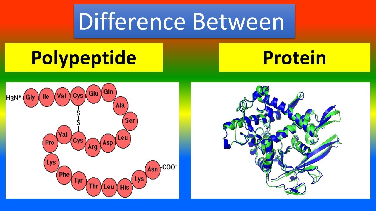 50-facts-about-polypeptide