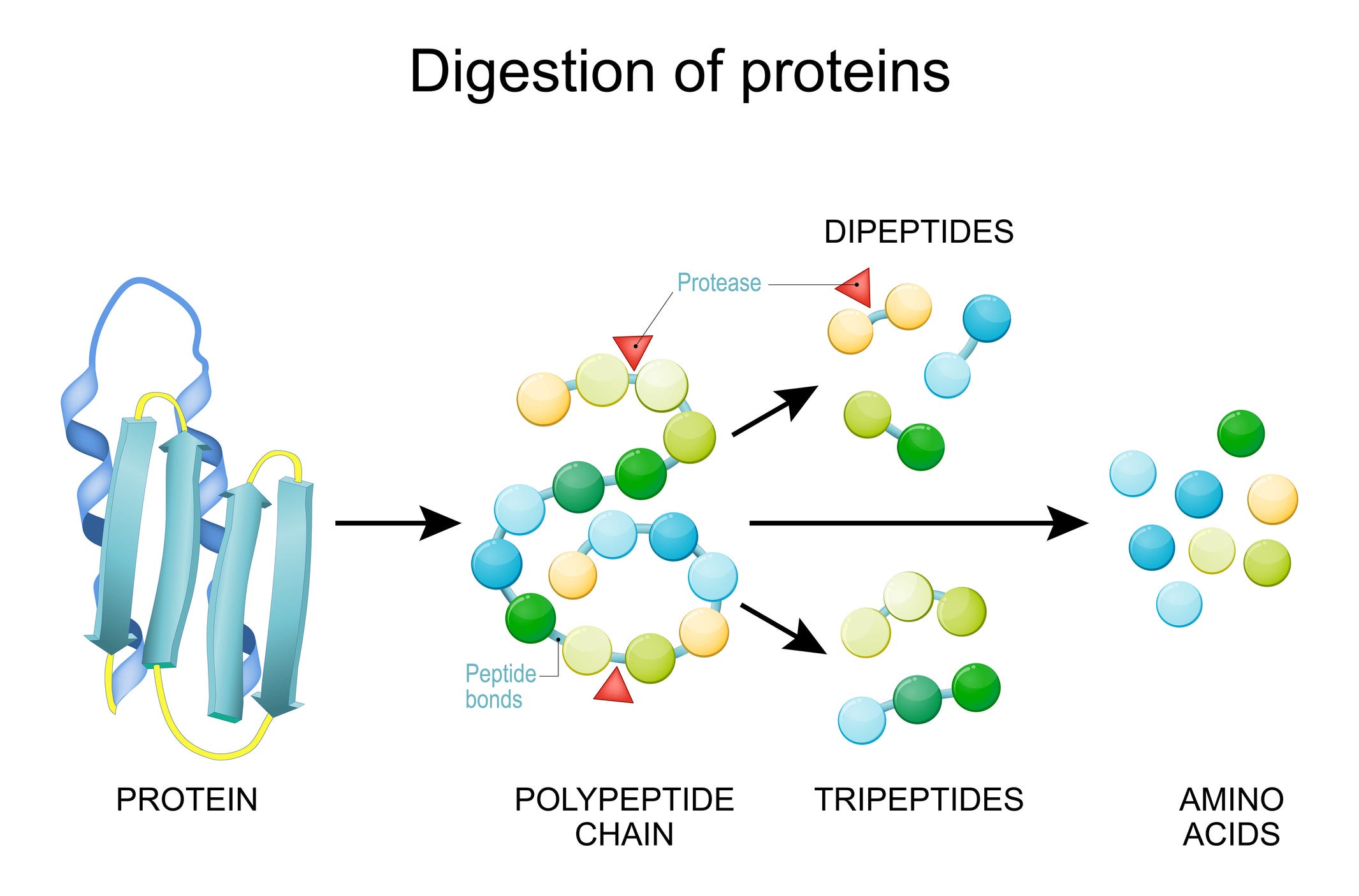 50 Facts About Protease - Facts.net