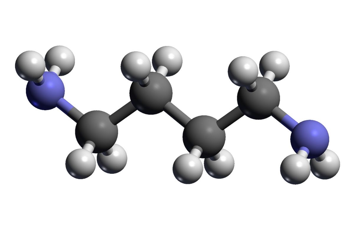 50-facts-about-putrescine