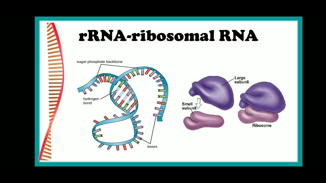 50 Facts About Ribosomal RNA - Facts.net