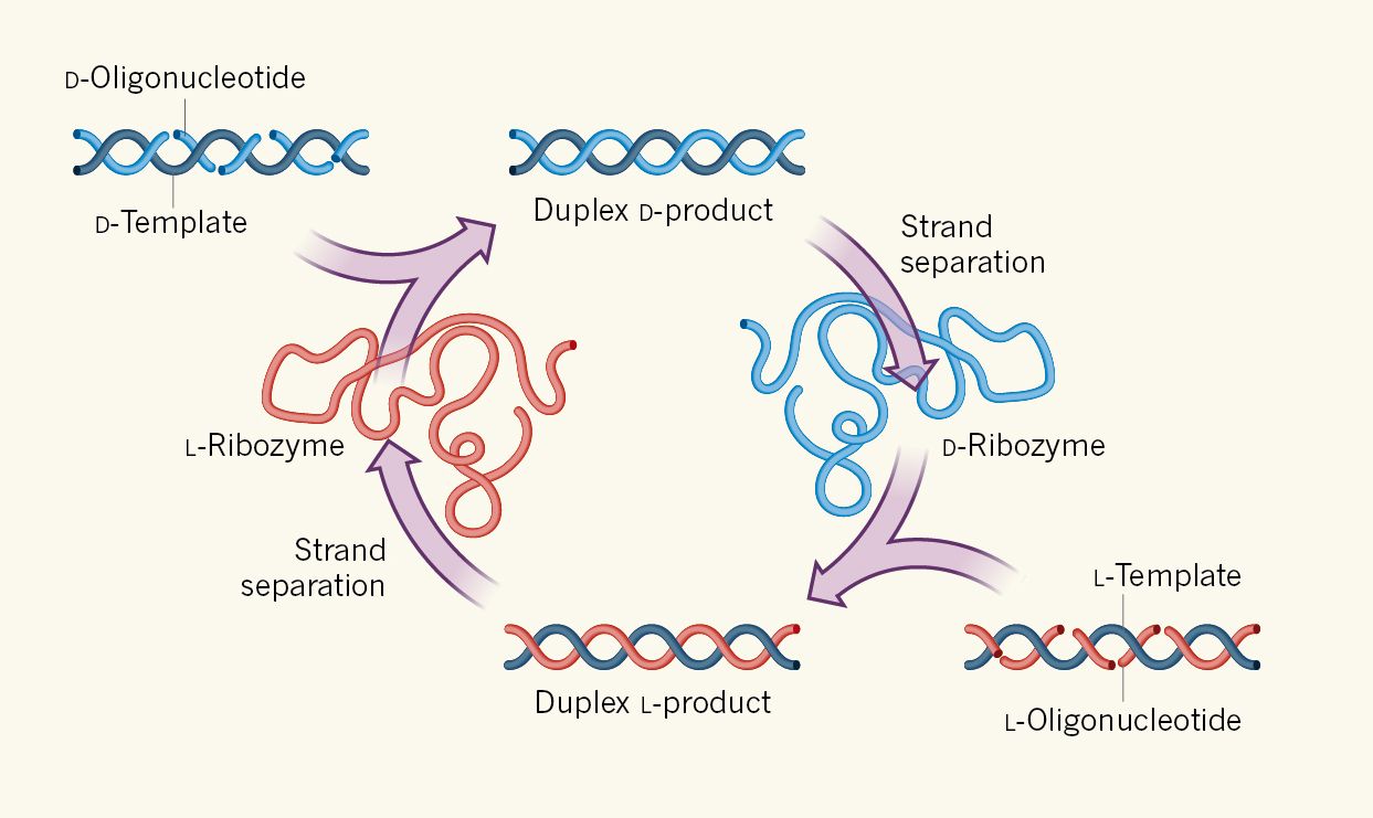 50-facts-about-ribozyme