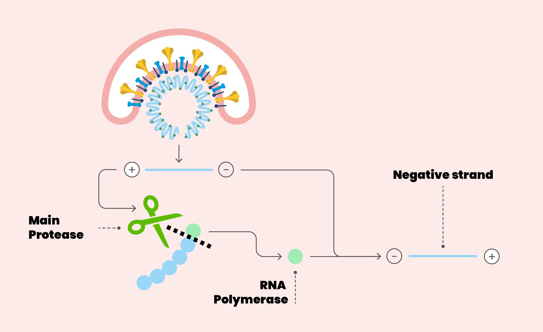 50-facts-about-rna-polymerase