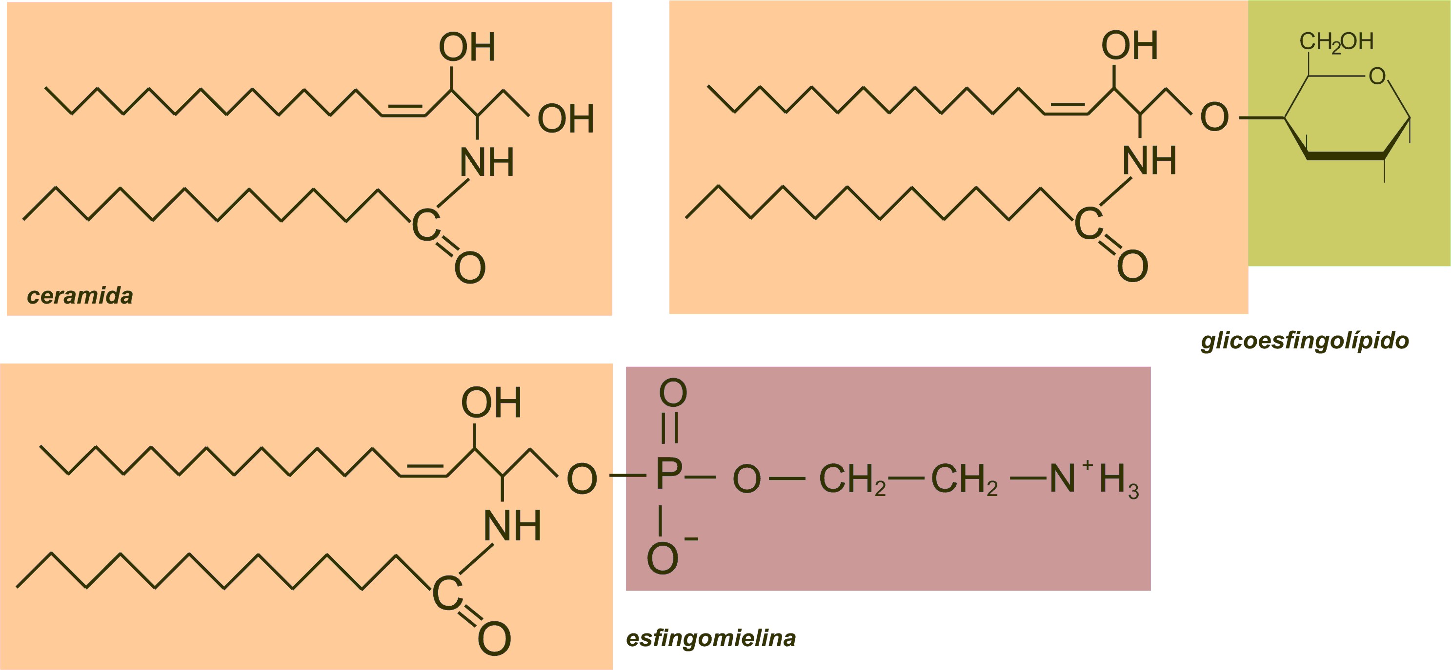 50-facts-about-sphingolipid