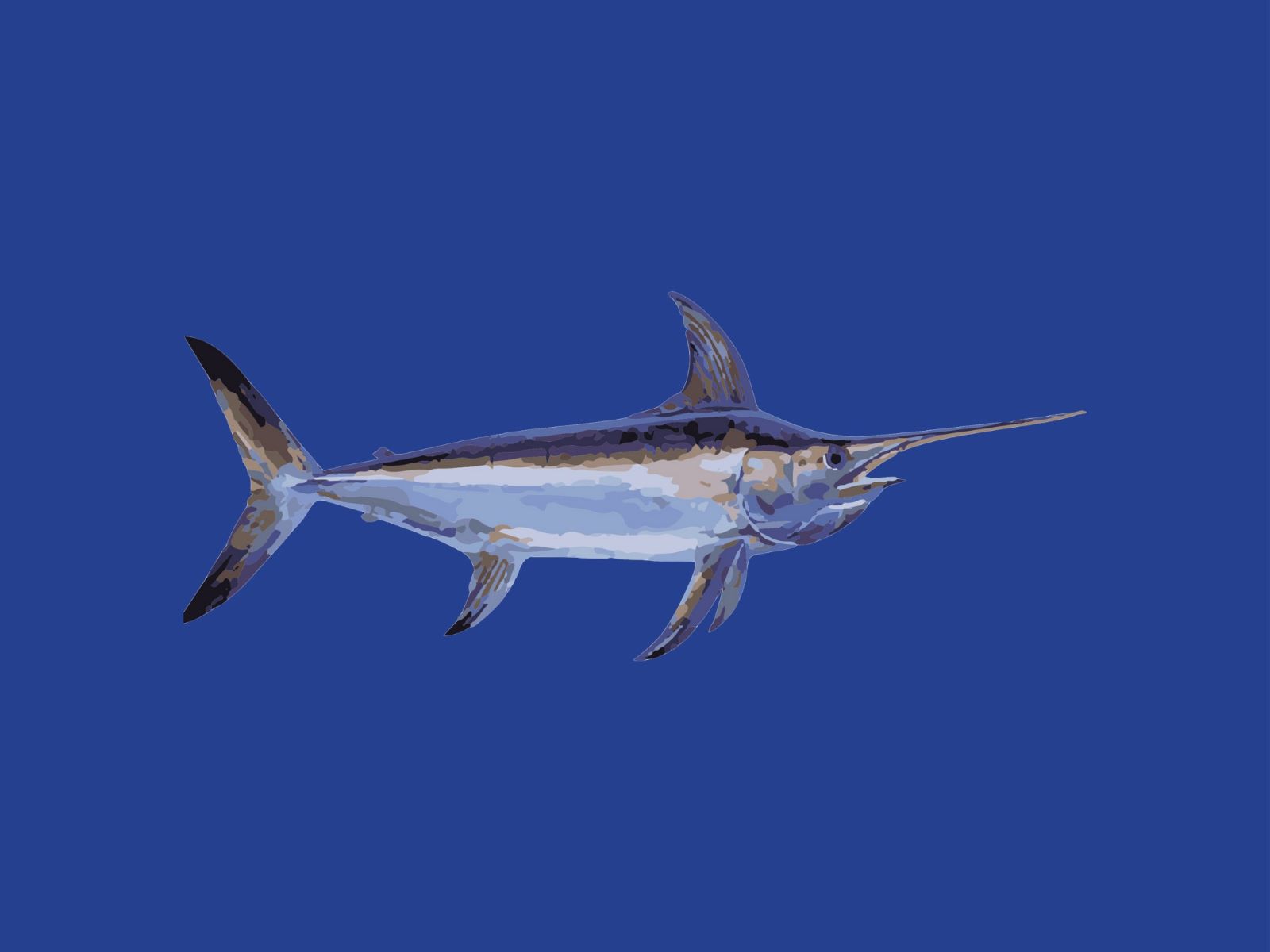 50-facts-about-swordfish-xiphias