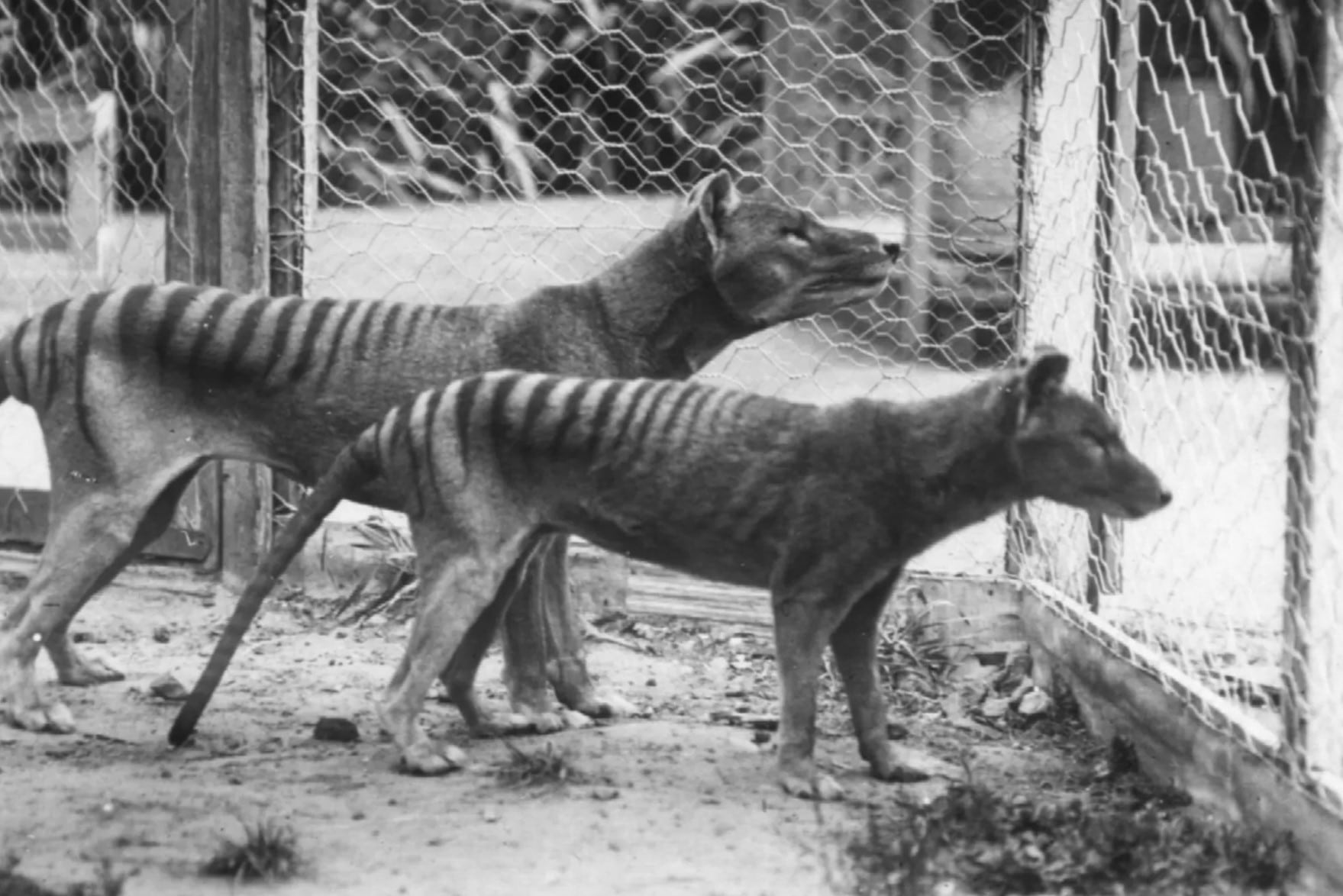 50-facts-about-tasmanian-tiger