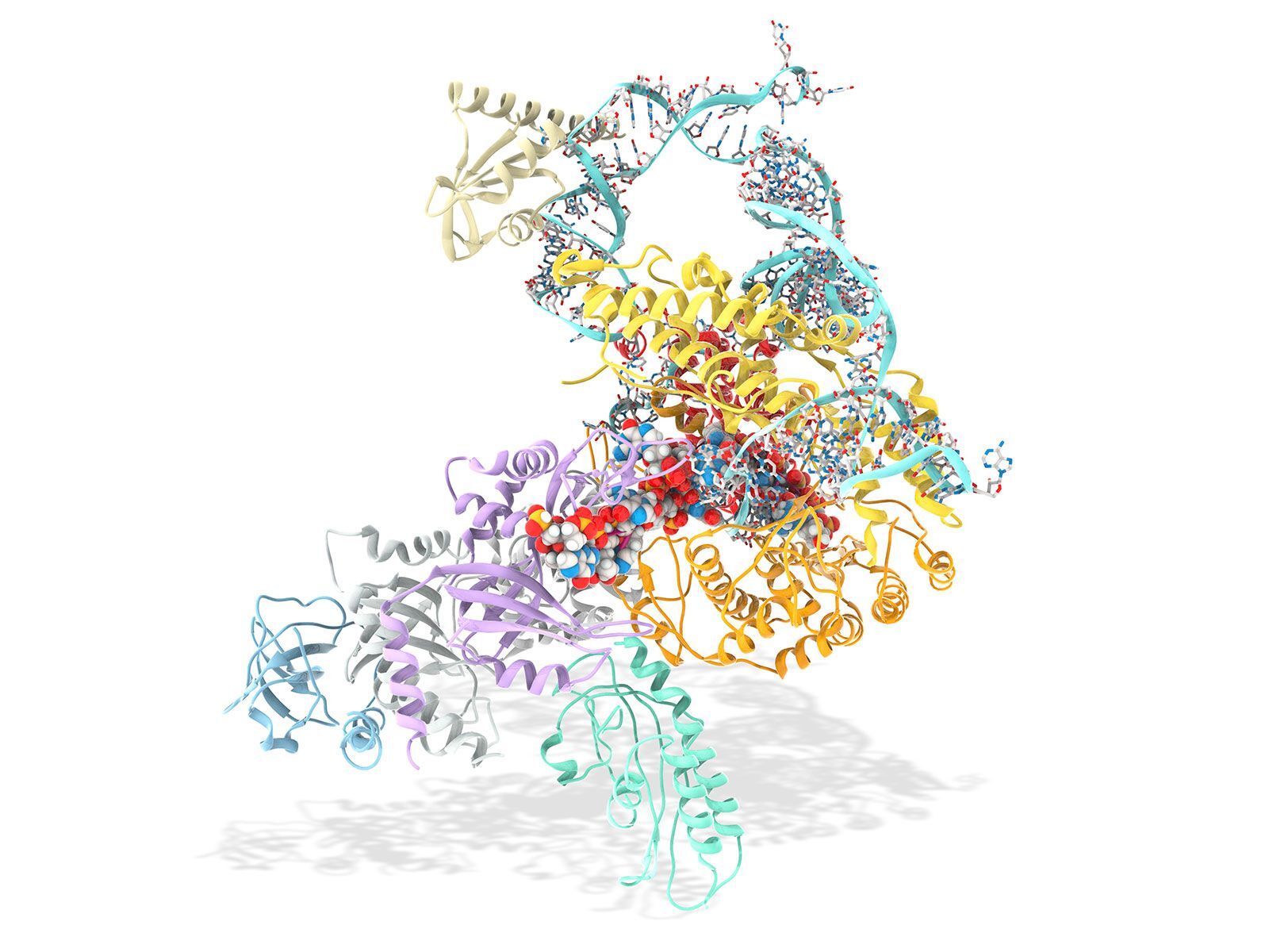 50-facts-about-telomerase