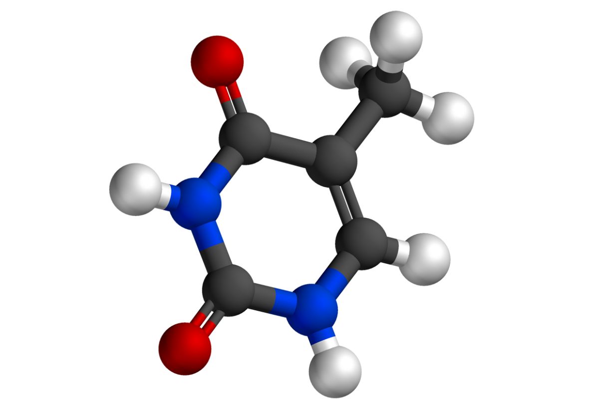 50-facts-about-thymine